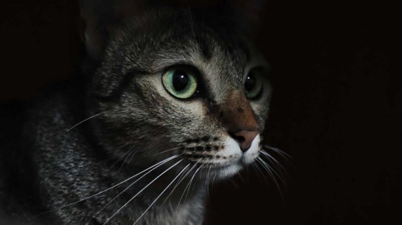 Vision: Nighttime Navigators