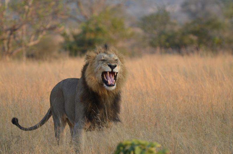 Vocalizations and Communication