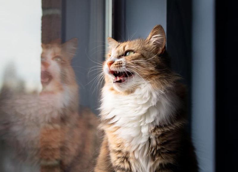 Vocalizations