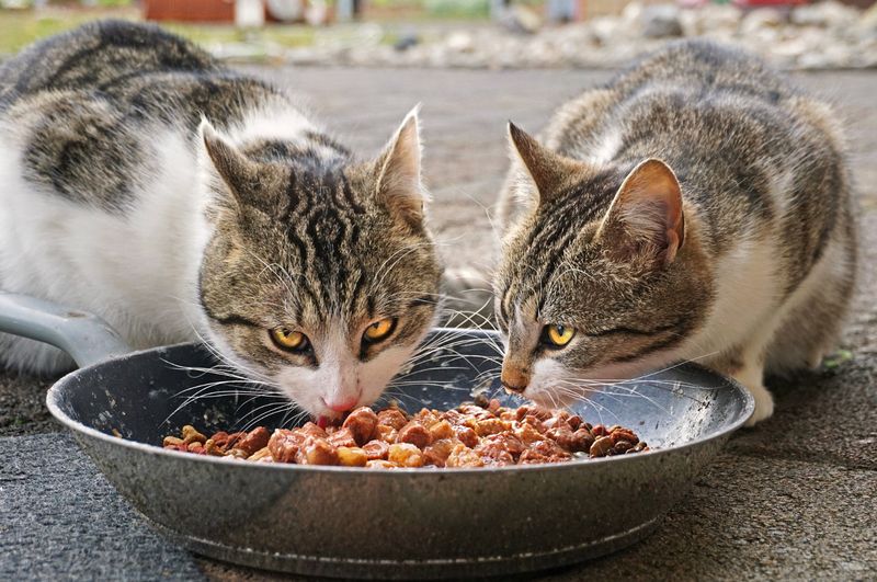 Warm the Food