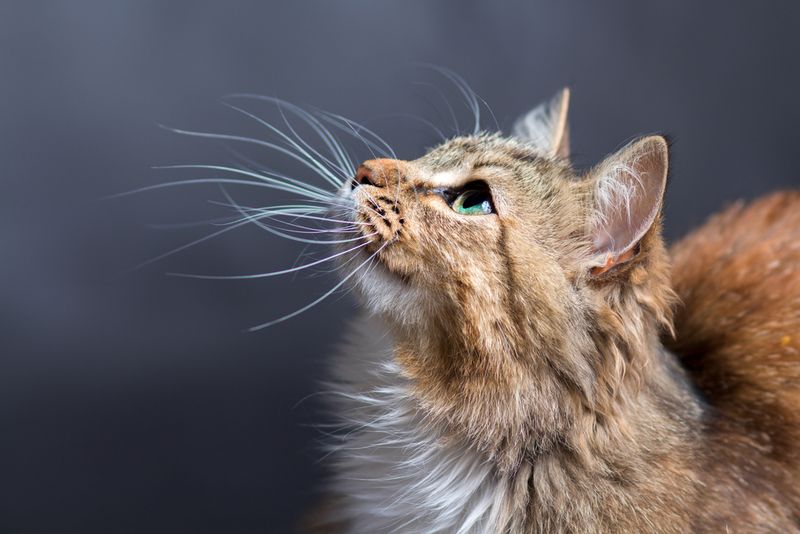 Whisker Position
