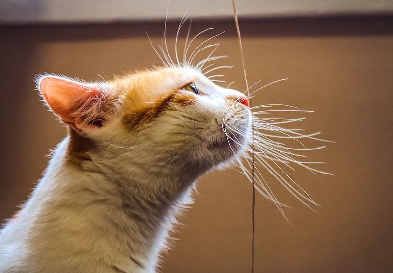 Whisker Quiver Delight