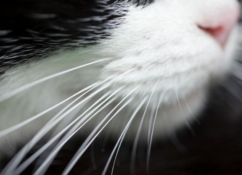 Whisker Wisdom