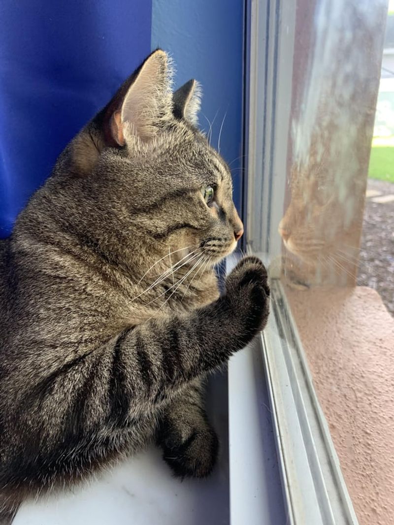 Window Bird Watching