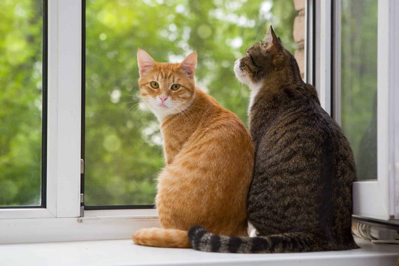 Window Fixation