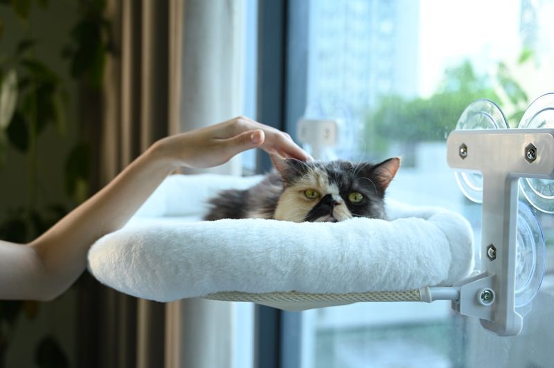 Window Perches for Bird Watching
