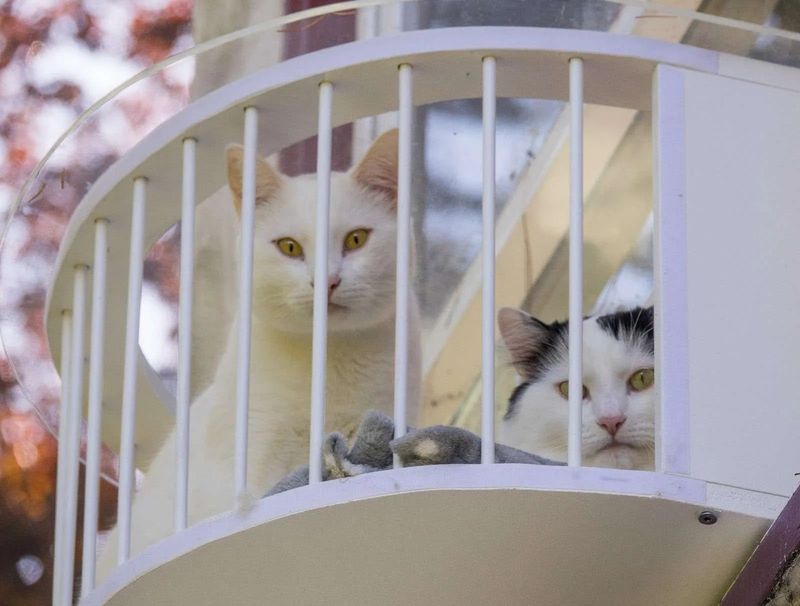 Window Perches