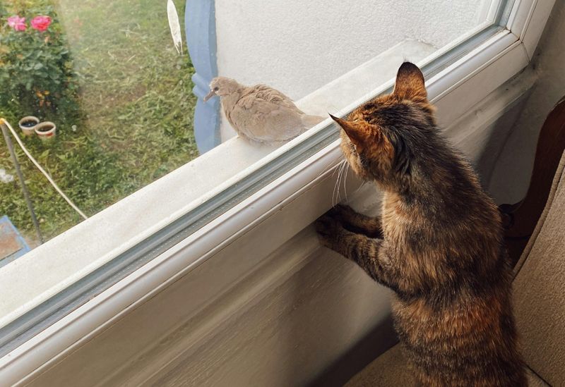 Window Watching Together