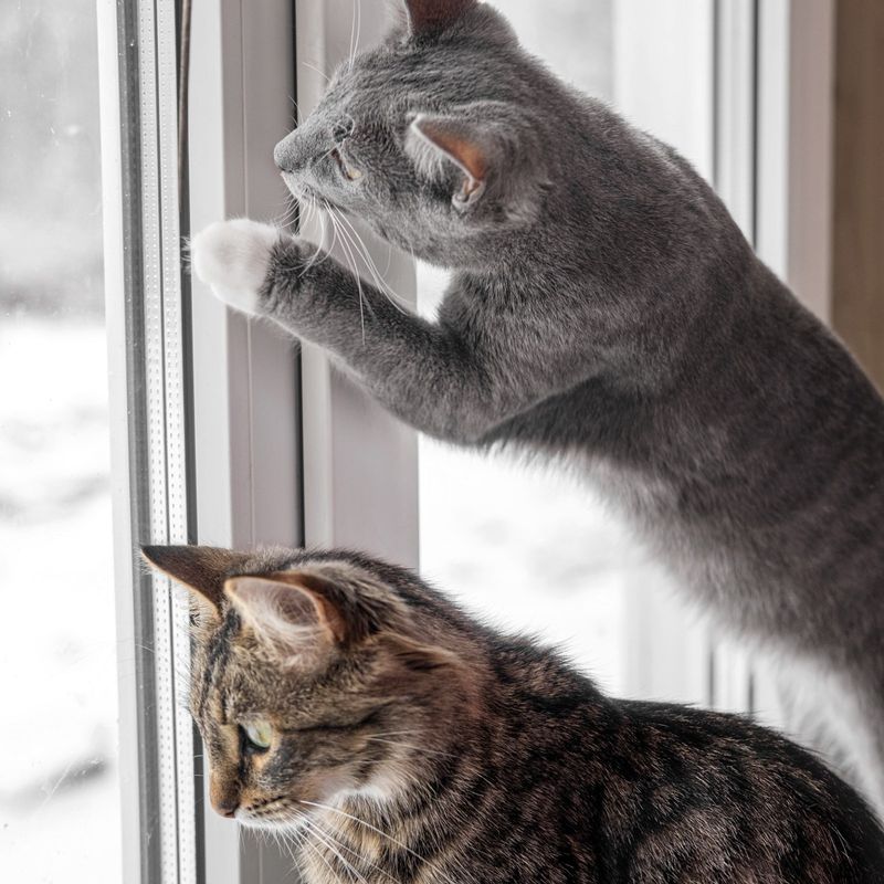 Window Watching