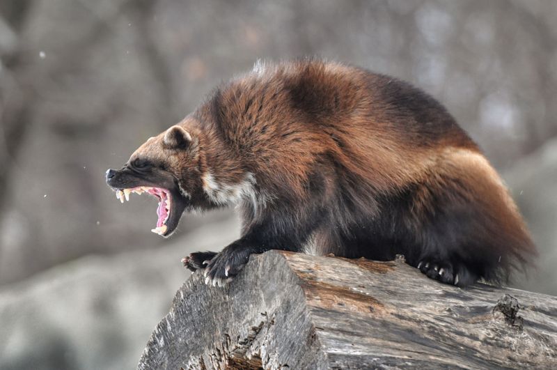 Wolverines