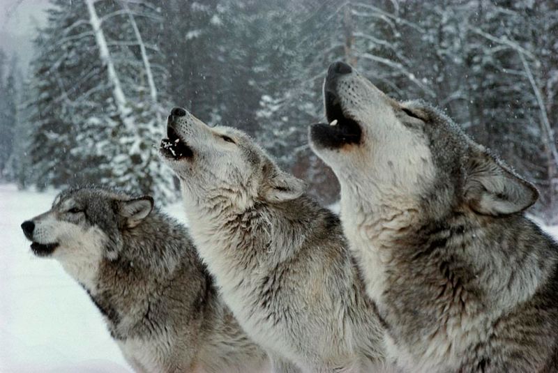 Wolves