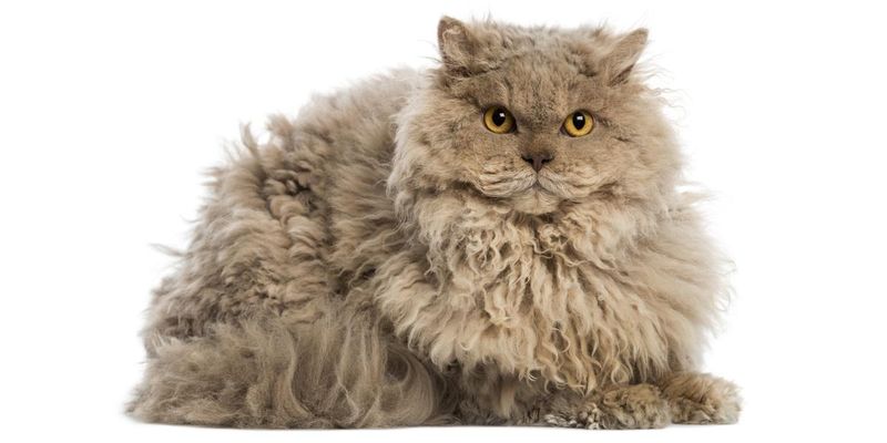 Woolly-Coated Cats
