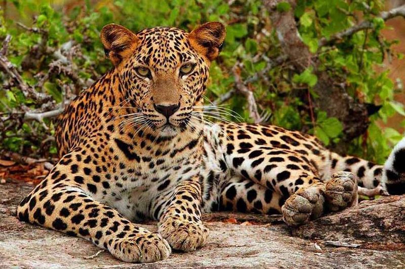 Yala National Park, Sri Lanka