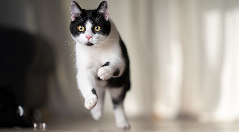 Zoomies