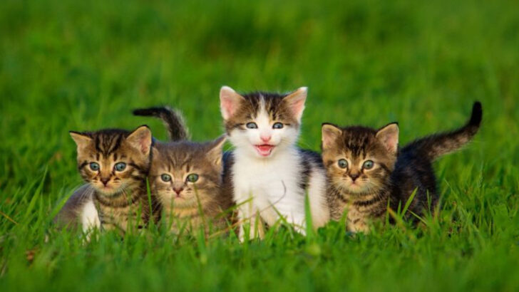 Adapting Like a Cat: How Felines Handle Shifts in Their Environment