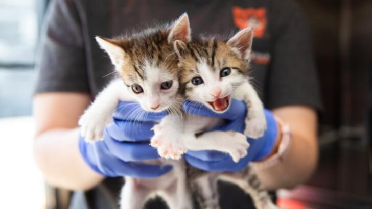 Adopting A Shelter Cat? 17 Smart Ways To Ensure The Perfect Fit
