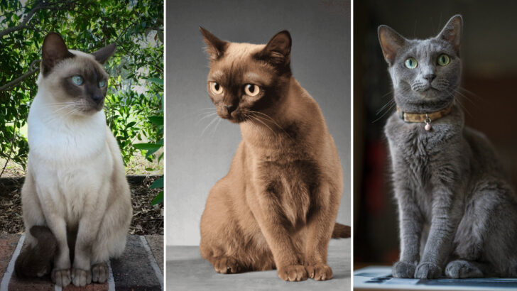 Affordable & Adorable: 23 Cat Breeds for Every Cat Lover