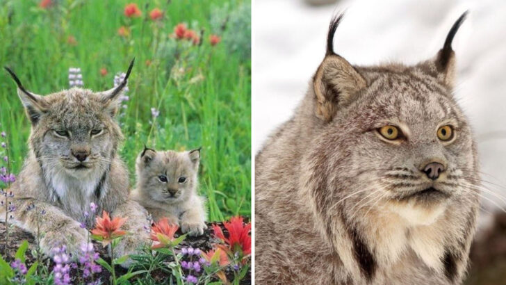 All About Lynx Cats: Their Evolution, Wild Nature, and Conservation Status
