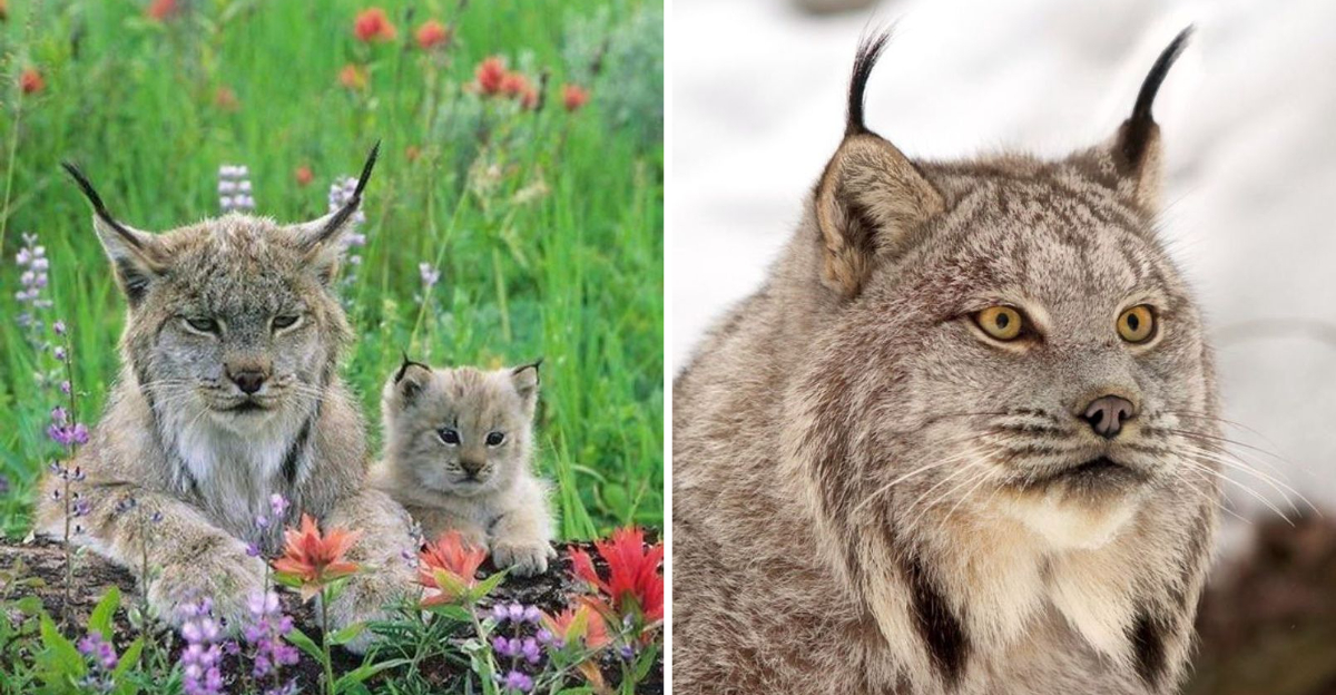 All About Lynx Cats Their Evolution Wild Nature And Conservation All About Lynx Cats Their Evolution Wild Nature And Conservation
