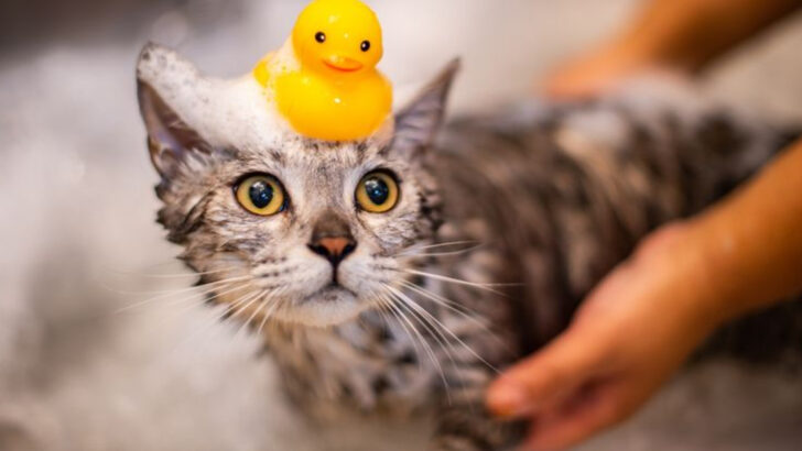 Bath Time Without the Battle: How to Wash Your Cat Safely