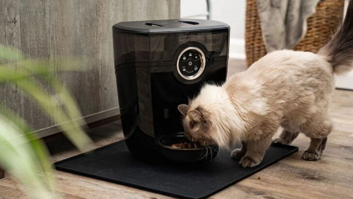 Best Automatic Cat Feeders You Can Buy in 2025: Tested and Approved