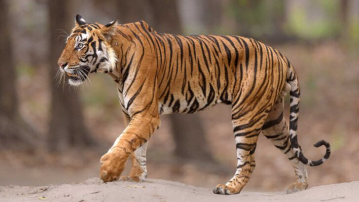 Big Cats and Biodiversity: Protecting Nature’s Top Predators