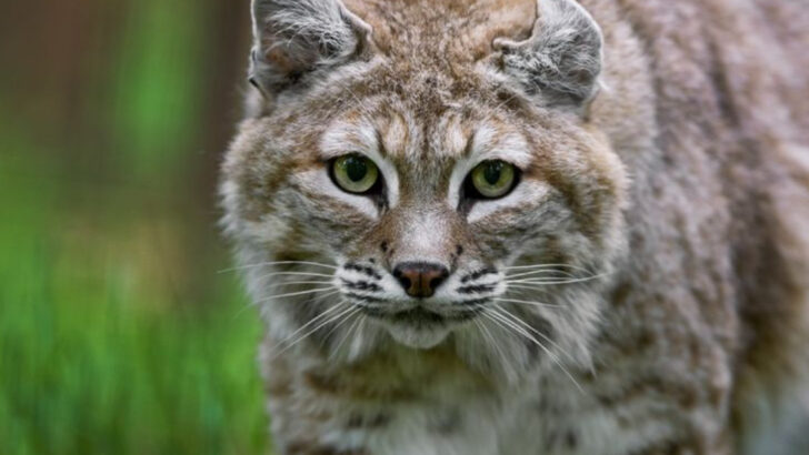Bobcats at Work: The Hidden Role They Play in Healthy Ecosystems