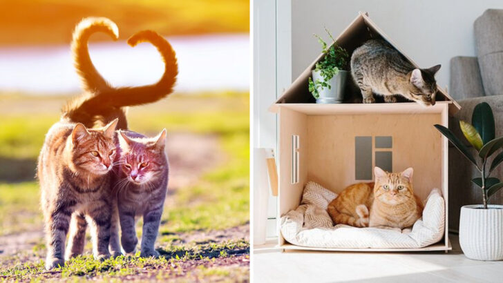 Bringing Home Another Cat? Read These 18 Important Tips First