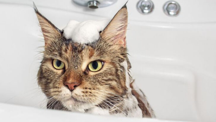 Brush, Trim, Repeat: Easy Grooming Tips for Furry Cats