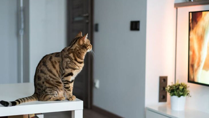 Can Cats Watch TV?