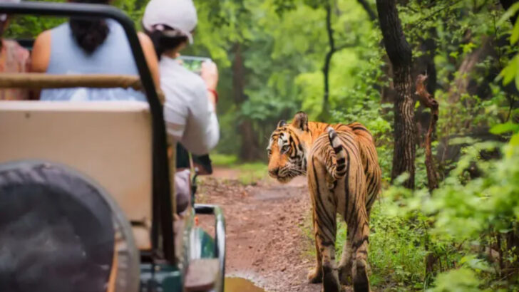 Can Tigers Adapt to a Human-Dominated World? New Findings Say Yes