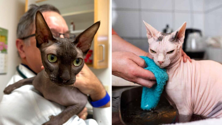 Caring for a Hairless Cat: 12 Tips Every Owner Should Know