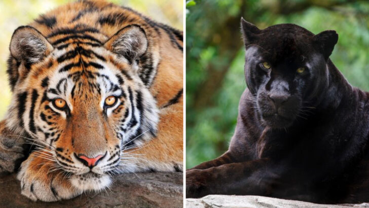Changing Habitats, Changing Meals: How Big Cats Adapt Their Diets