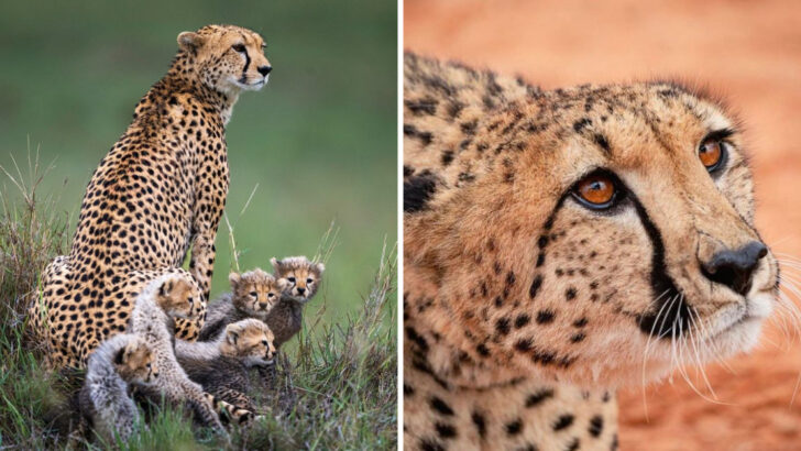 Cheetah Traits That Set Them Apart from Other Big Cats