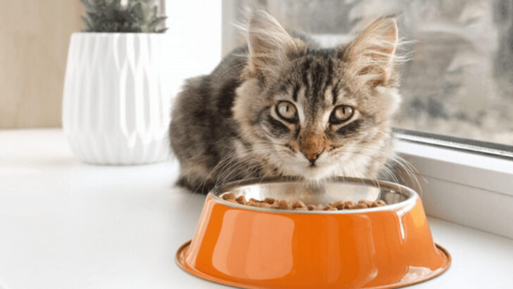 Constantly Hungry Kitten? A Vet Shares 11 Common Reasons