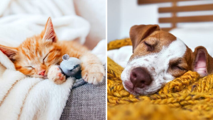 Do Animals Dream? What Science Reveals About Their Sleep