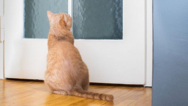 Door Dilemmas: Why Your Cat Insists on Being Let In (or Out)