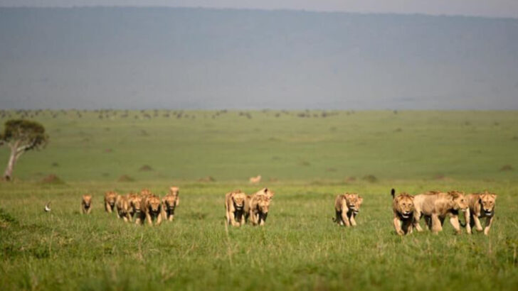 Follow the Path of Predators: 11 Big Cat Migration Routes Worth Visiting