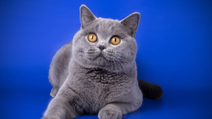 Forget the Toys: These 12 Cat Breeds Value Quiet Connection