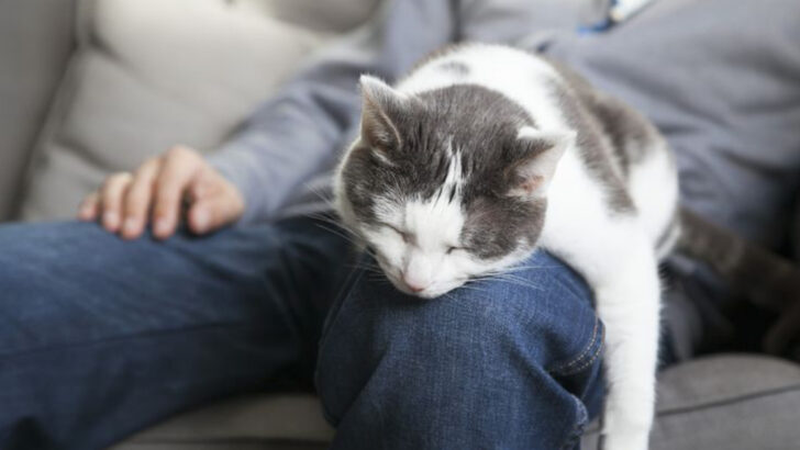 From Cuddles to Purrs: 16 Ways Cats Say “I Belong Here”