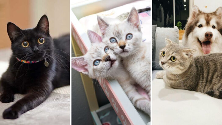 From Shelter to Sofa: 11 Reasons Cats Are Passed Over & 6 That Find Homes Fast