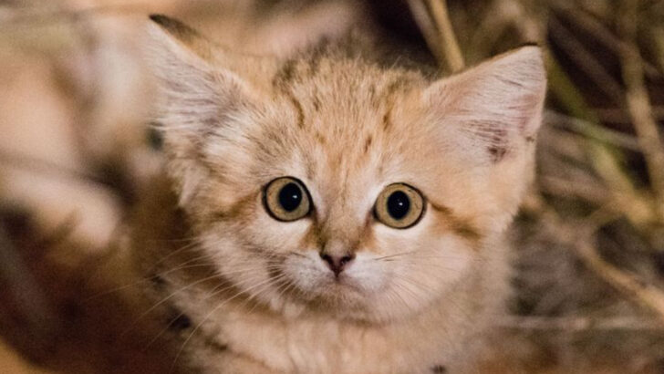 Harder to Find Than a Tiger? Meet These 11 Mysterious Wild Cats