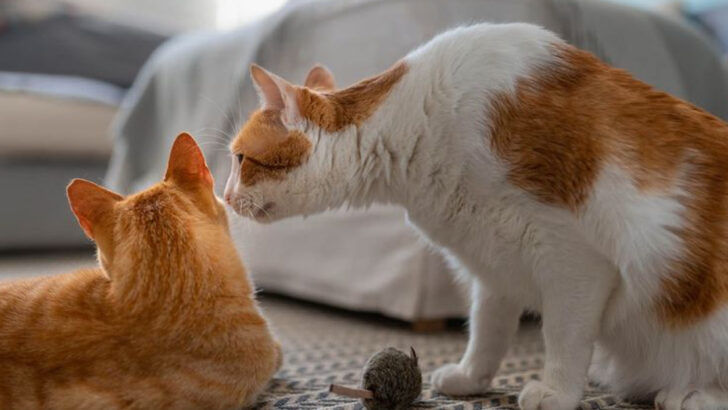 Helping Cats Socialize: 13 Key Mistakes to Watch Out For
