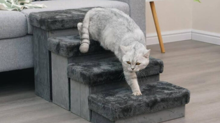 Helping Your Aging Cat Enjoy Calmer, Happier Days