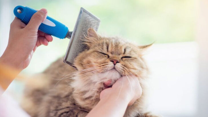 Helping Your Cat with Dry Skin: What’s Causing It and How to Treat It