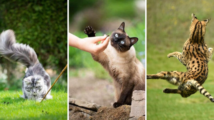 Highly Trainable Cats: 15 Breeds That Thrive on Mental Challenges