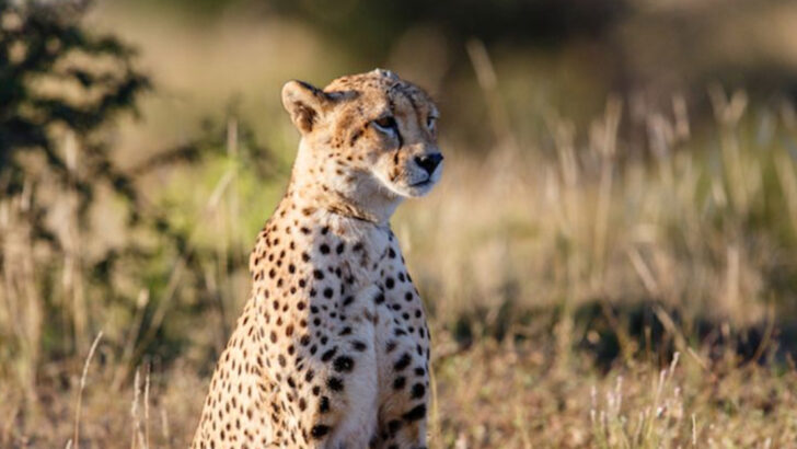 How Big Cats Decide the Perfect Moment to Hunt Their Prey