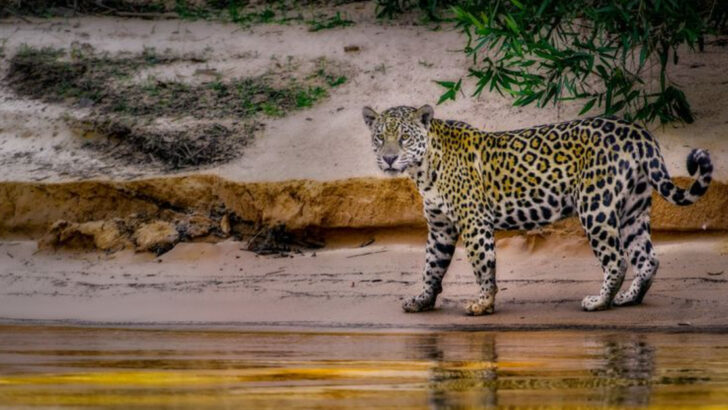 How Big Cats Shape the Ecosystem of the Amazon Rainforest