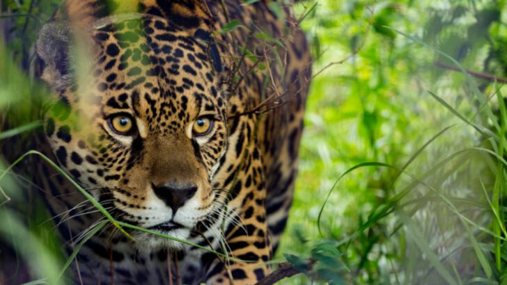 How Bringing Jaguars Back Could Transform Forest Ecosystems