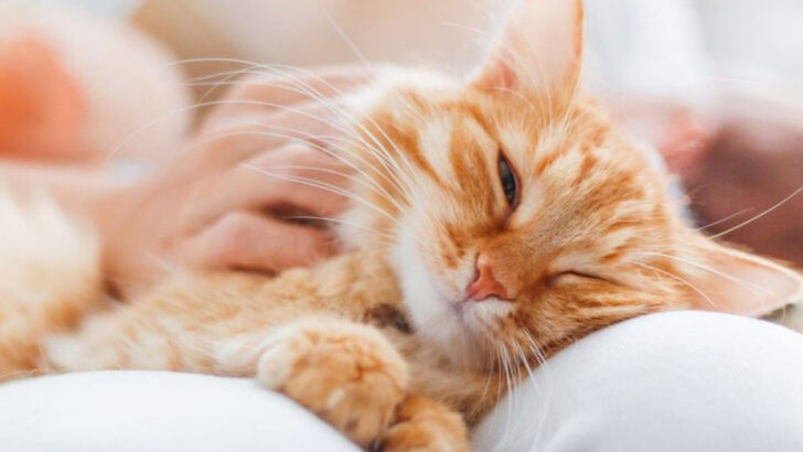 How Cats Beat Dogs as Emotional Roommates — 12 Compelling Reasons